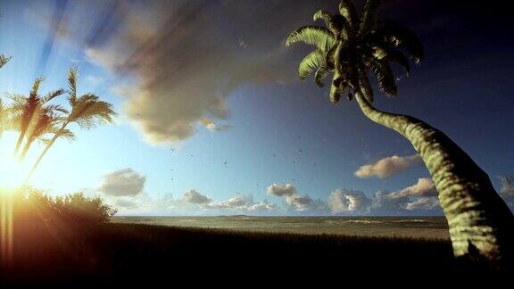 热带景观随风摇曳的棕榈树晨雾