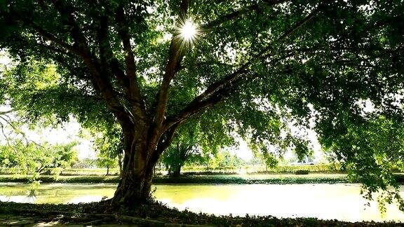 多莉在公园里拍摄了一幅阳光穿过树的照片