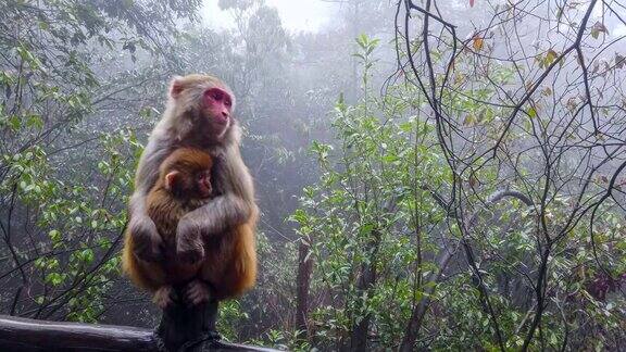 许多猕猴生活在中国的张家界