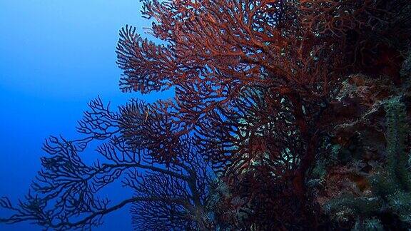 红柳珊瑚海扇珊瑚