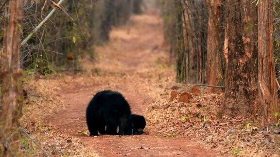 印度树懒熊妈妈和幼崽在印度森林觅食