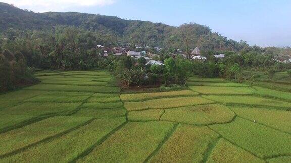 印度尼西亚佛洛雷斯岛Ruteng的蜘蛛网稻田