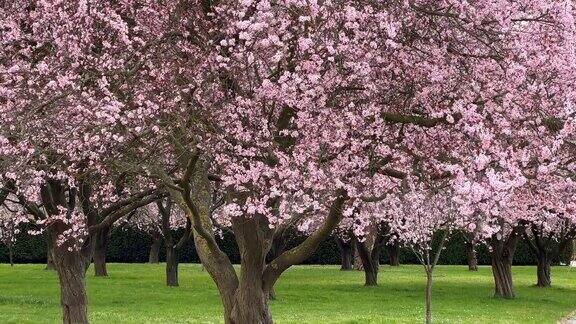 樱花是春天的象征美丽的樱花