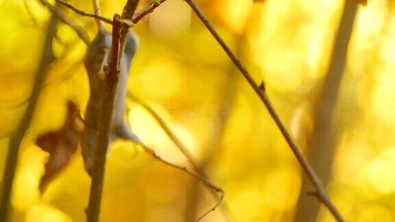 金秋阳光森林树枝上的小老鼠森林中的哺乳动物野生动物