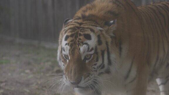 老虎在散步一只美丽的老虎的肖像大猫特写老虎看着你一只大猫的肖像慢动作120FPS视频ProRes422未分级C-LOG10位