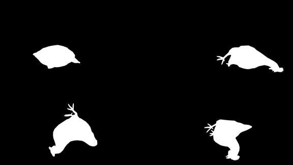黑色背景上垂死的鸡的剪影动物野生动物游戏回到学校3d动画短视频电影卡通有机色度键角色动画设计元素循环