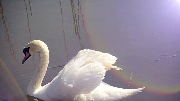 池塘里美丽的白天鹅
