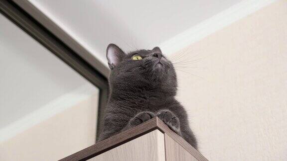 顽皮的灰猫坐在壁橱里以慢动作跟随某物的运动