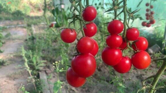 成熟的红番茄长在树枝上一簇成熟的红梅番茄的特写温室蔬菜种植