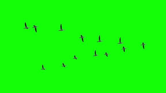 绿色屏幕上的飞鸟群为色度键
