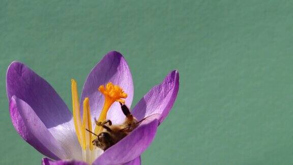 蜜蜂授粉紫色番红花-详细的4K视频蜜蜂授粉粉红色的花头紫色番红花在绿色的背景