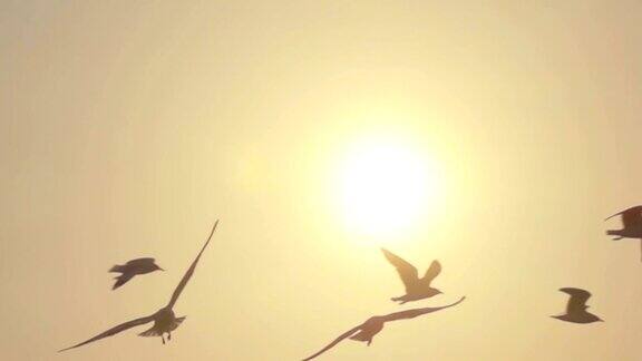 海鸥在阳光下飞行