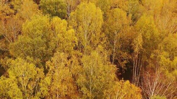 鸟瞰图的秋天森林与五颜六色的树木长着明亮黄色叶子的树