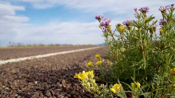 沙漠中的春天:西部荒原