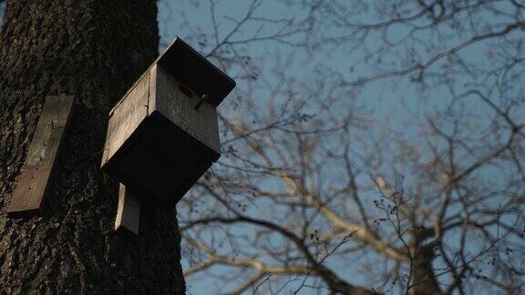 鸟笼在森林的一棵树上特写木巢盒挂在树上