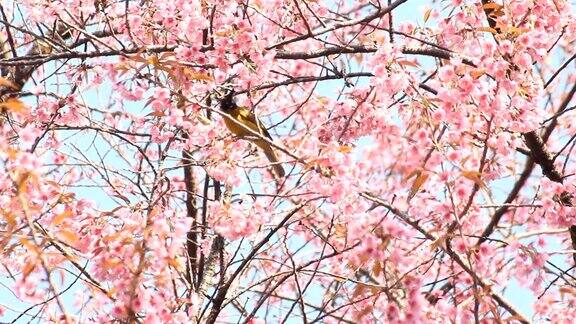 森林里开着粉红色樱花的小鸟