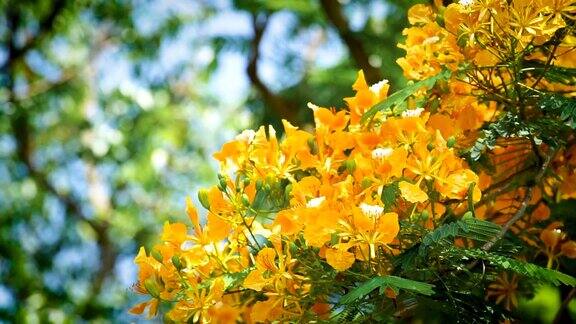 近距离的黄色皇家凤凰树火焰boyant火焰树美丽的花在夏天的泰国