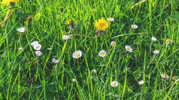 白色的雏菊花盛开在新鲜的春天草地上青草和晨露在日出生长时间流逝