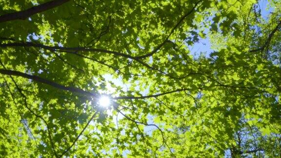 阳光透过树叶照进来茂密森林中的强光树与绿色的叶子和阳光底部视图
