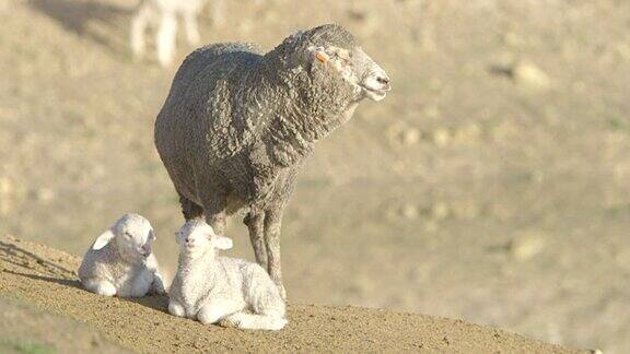 绵羊在澳大利亚农场吃草特写
