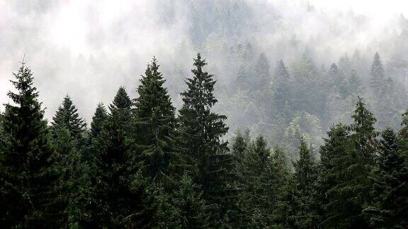 山上松树林在雾中