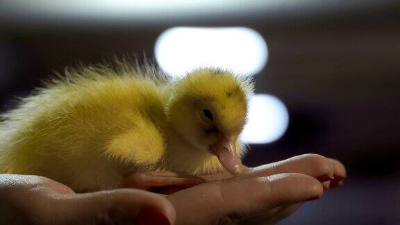可爱的黄色小鸭子在女性的手掌
