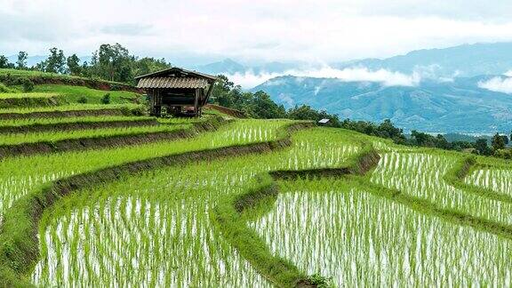 山上的稻田