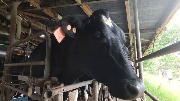 奶牛、小牛和公牛在牛奶场挤奶和喂养过程务农