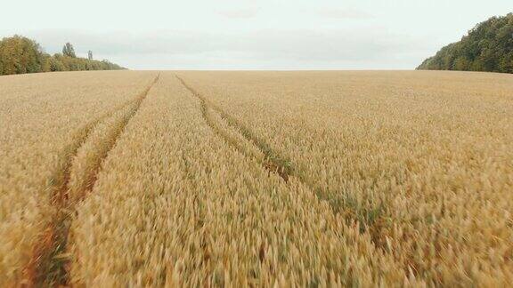近距离飞过广阔的黄色麦田天线:飞越玉米田无人机的观点收获、农业