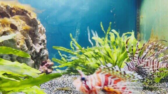 美丽的红色狮子鱼在藻类和石头之间悠闲地游泳多彩的水下镜头水下世界的雷雨