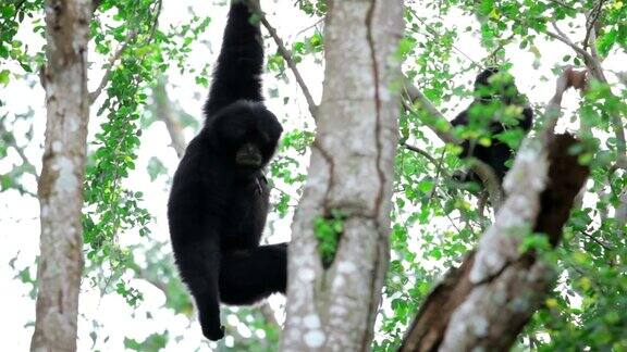 猴子挂在树枝上