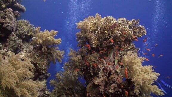 鱼群在不同的珊瑚水下红海的背景