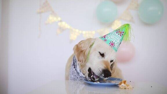 生日狗吃蛋糕