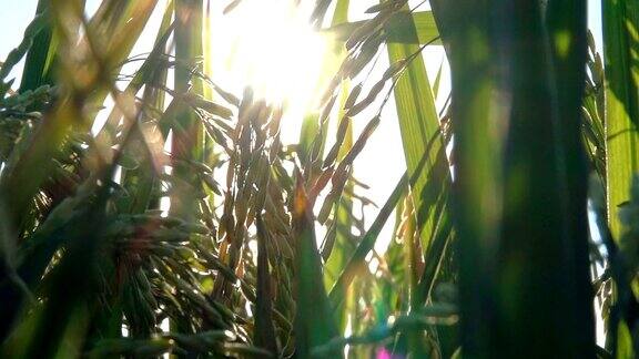 微距特写:阳光照射在水稻上