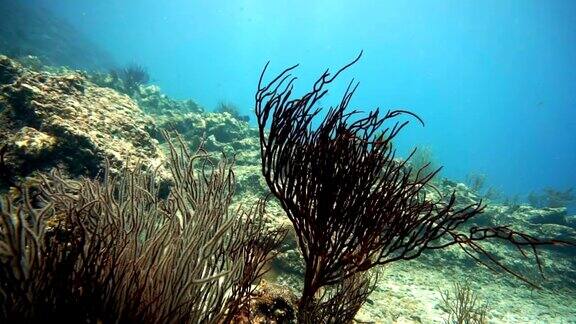 鞭珊瑚(珠藻)和海扇珊瑚(柳珊瑚)受破坏的脆弱生态系统海洋环境中的珊瑚礁白化泰国甲米KohHaa