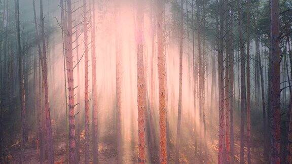 晨雾缭绕的树林美丽的夏日自然景观