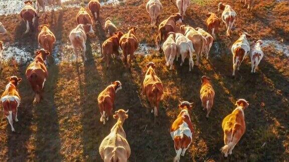 牧场上牛群的鸟瞰图中国的草原风光