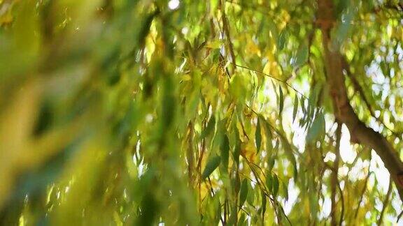 实时4k视频镜头美丽迷人的柔和阳光通过绿色和黄色的柳树叶子外面近景树枝在前景和模糊的散景树枝在背景