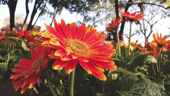 低角视图特写橙色非洲菊花植物装饰在花园