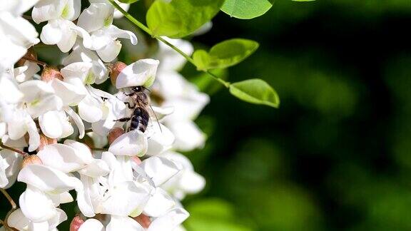 蜜蜂从刺槐花上采集花蜜