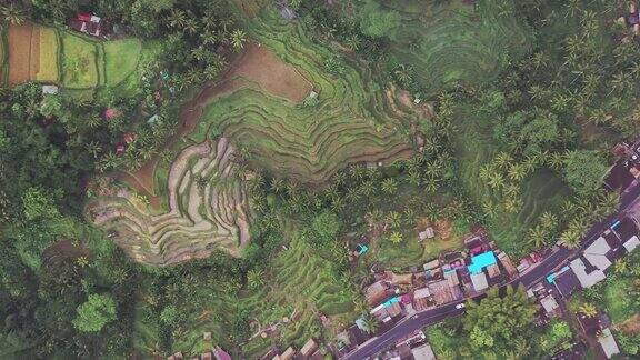 风景鸟瞰图的Tegallalang稻田在巴厘岛印度尼西亚
