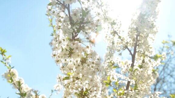 盛开的樱桃树枝和太阳在蓝天的映衬下闪闪发光