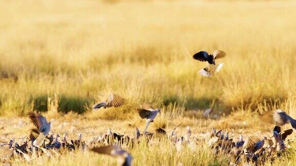 在南非博茨瓦纳萨瓦纳的一个水坑里一大家族的欧亚颈圈鸽子正在喝水