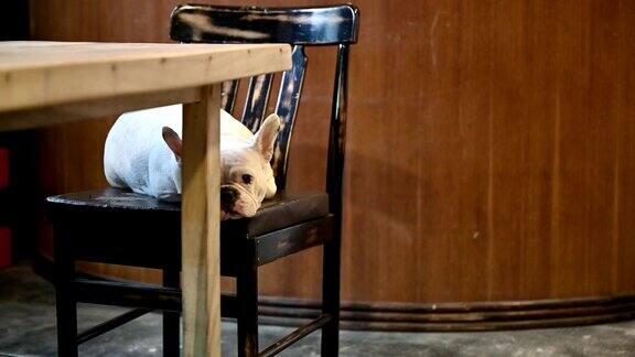 在椅子上睡觉的白色法国斗牛犬