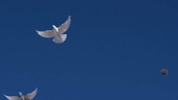 鸽子在蓝天上飞翔