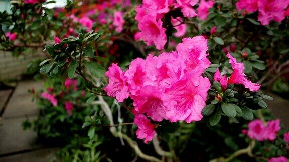 有许多粉红色花的杜鹃花花瓣上有水滴