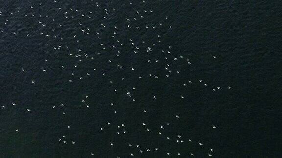 海面上巨大的海鸥群(鸟瞰图)