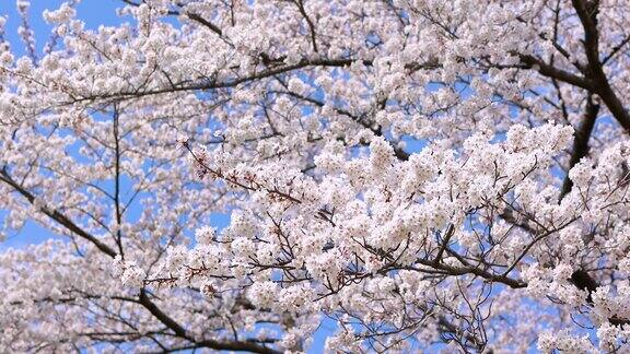 樱花盛开的背景视频和春天的蓝天