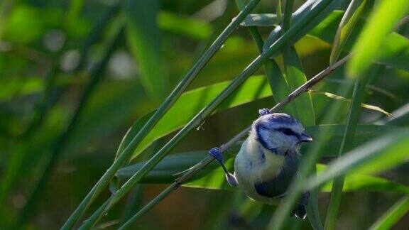 鸟-欧亚蓝山雀(青色蓝山雀)栖息在芦苇丛上