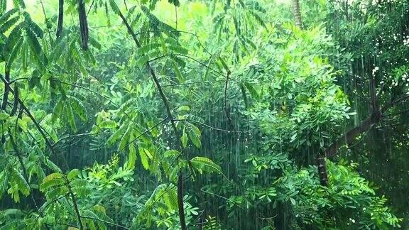 雨落在热带的绿色森林里